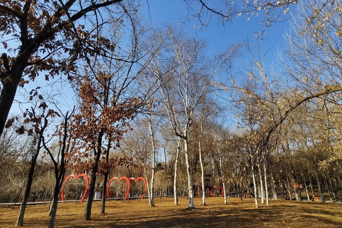 2024.11.19  哈尔滨仍无雪