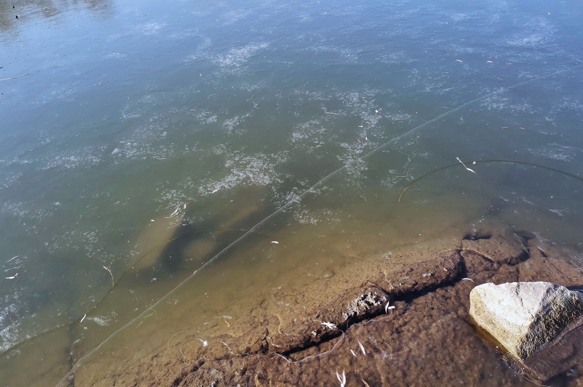 2024.11.19  哈尔滨仍无雪