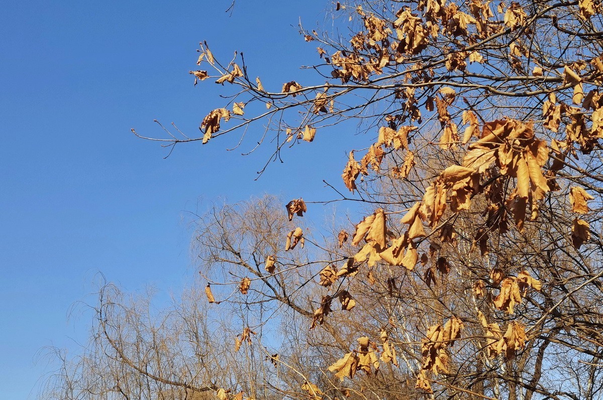 2024.11.19  哈尔滨仍无雪