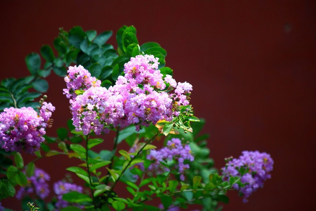 太庙（劳动人民文化宫）（三）