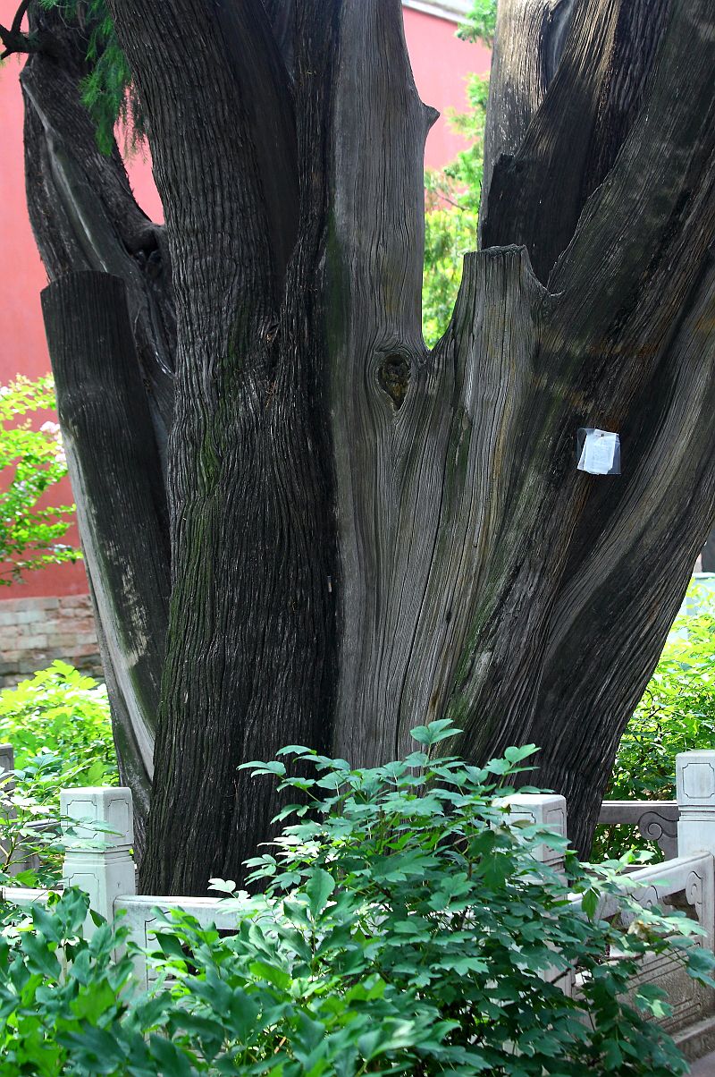 太庙（劳动人民文化宫）（三）