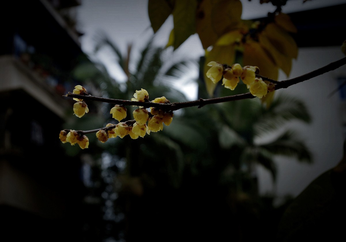 腊梅花