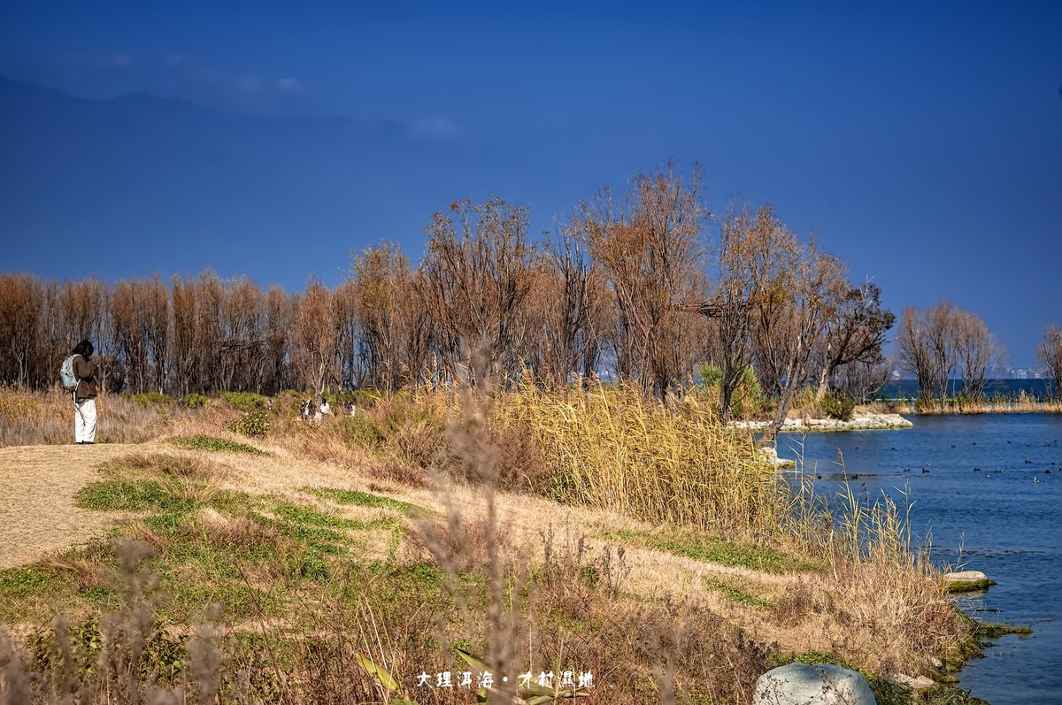 大理洱海 · 才村湿地（3）