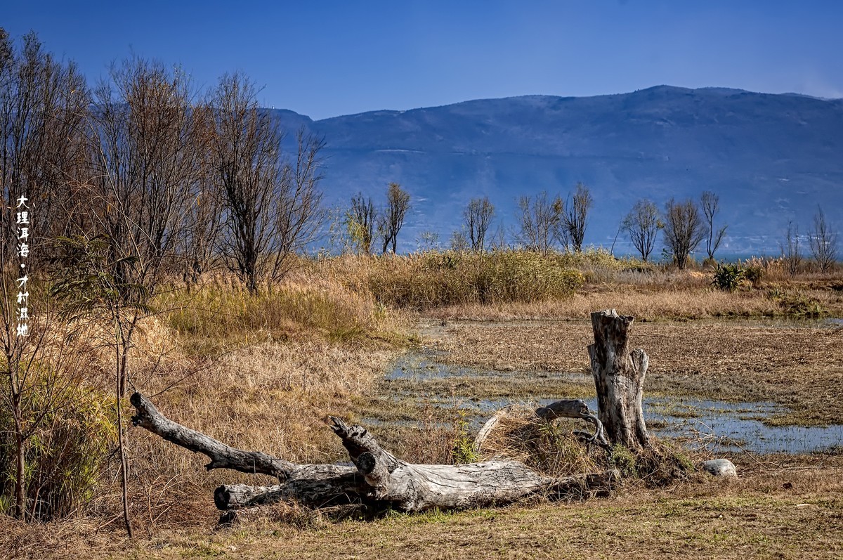 大理洱海 · 才村湿地（3）