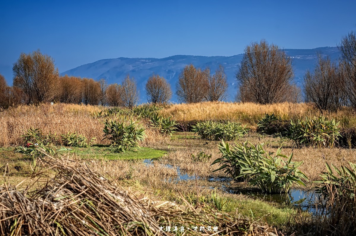 大理洱海 · 才村湿地（3）