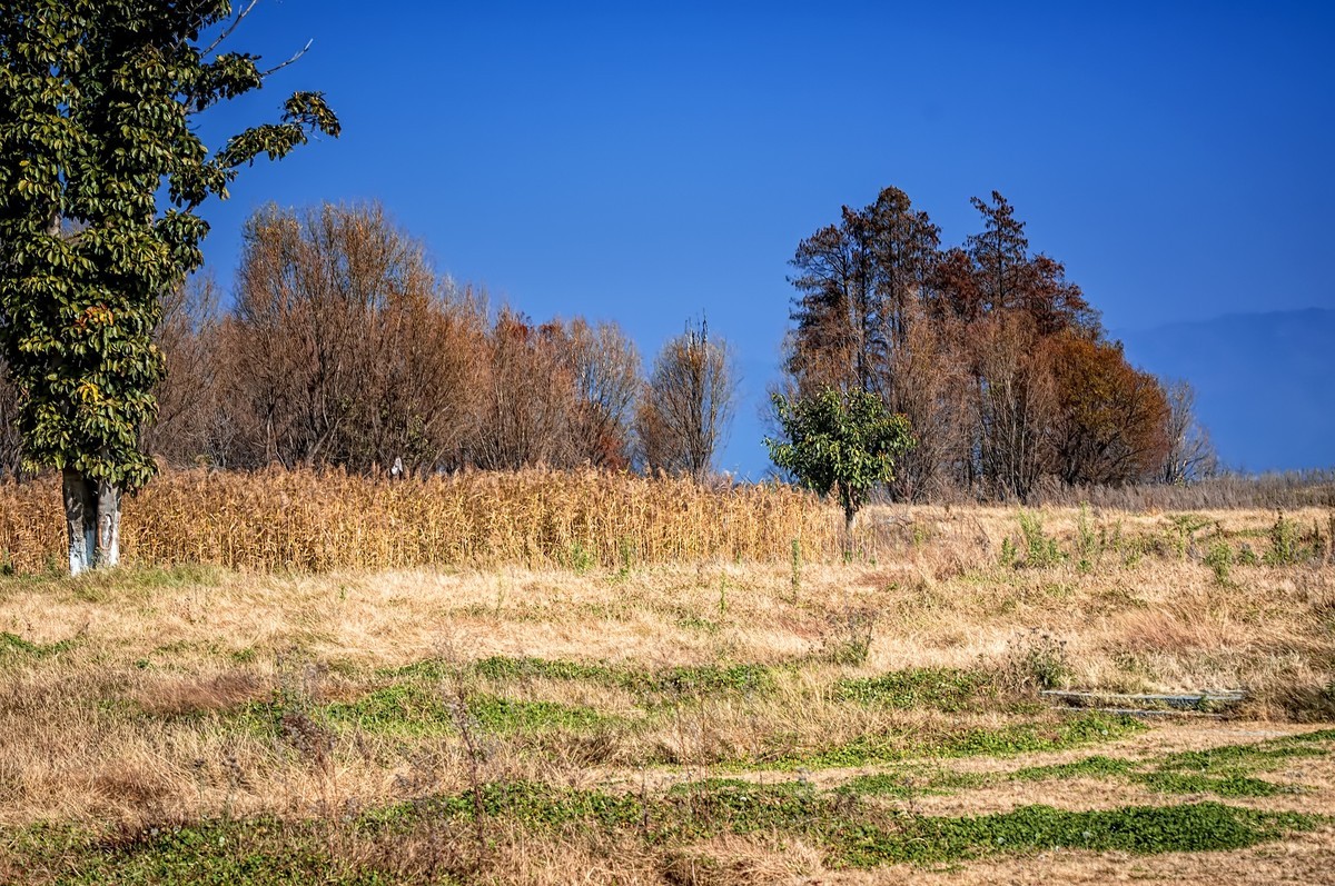 大理洱海 · 才村湿地（3）