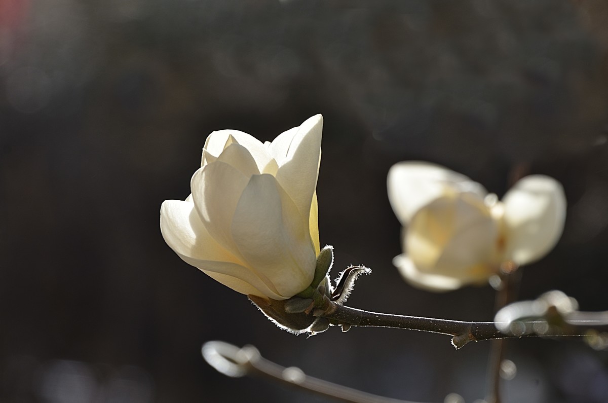 2025玉兰花（13）