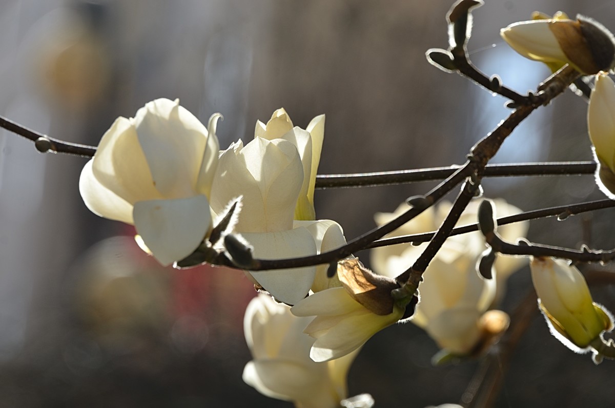 2025玉兰花（13）