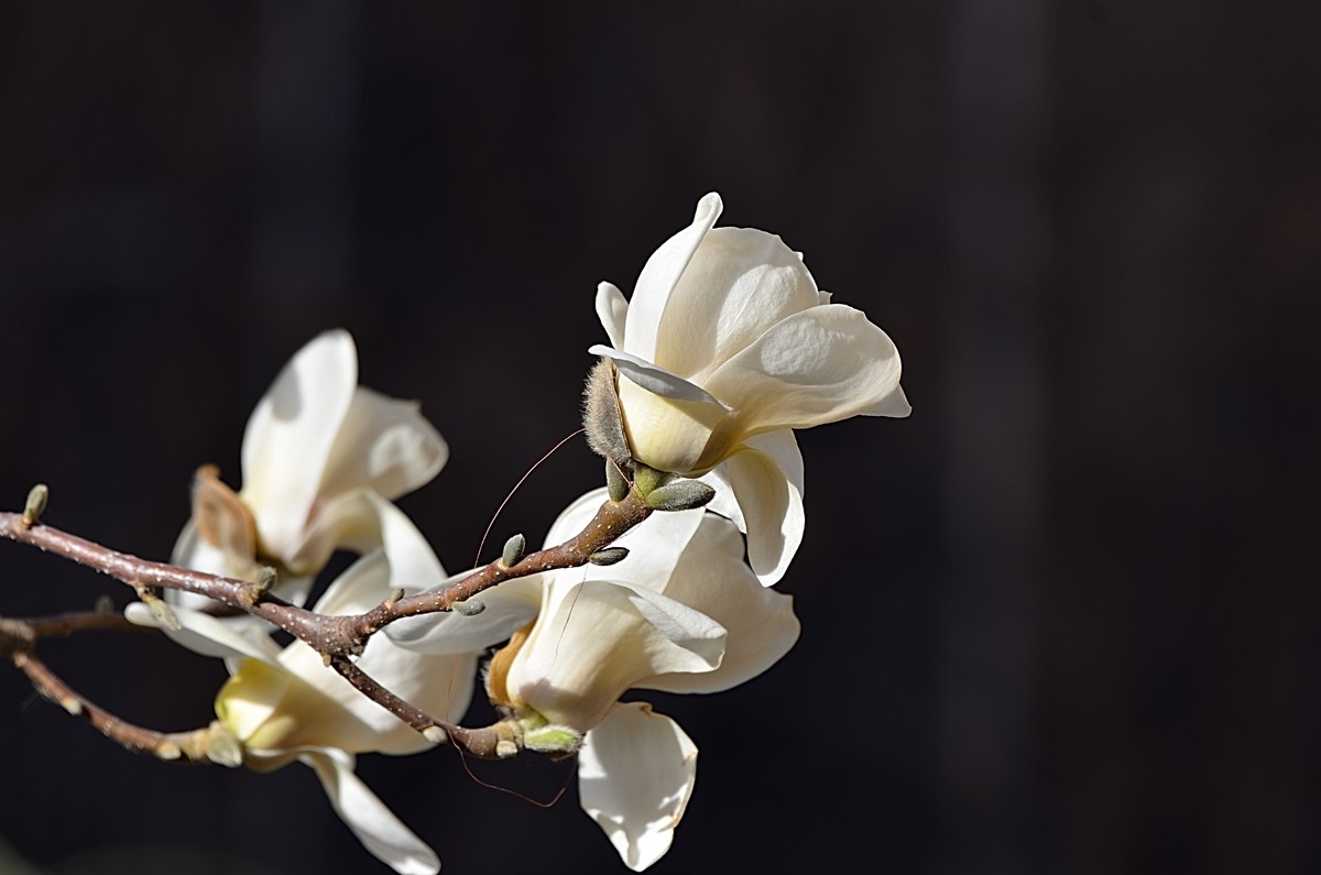 2025玉兰花（13）