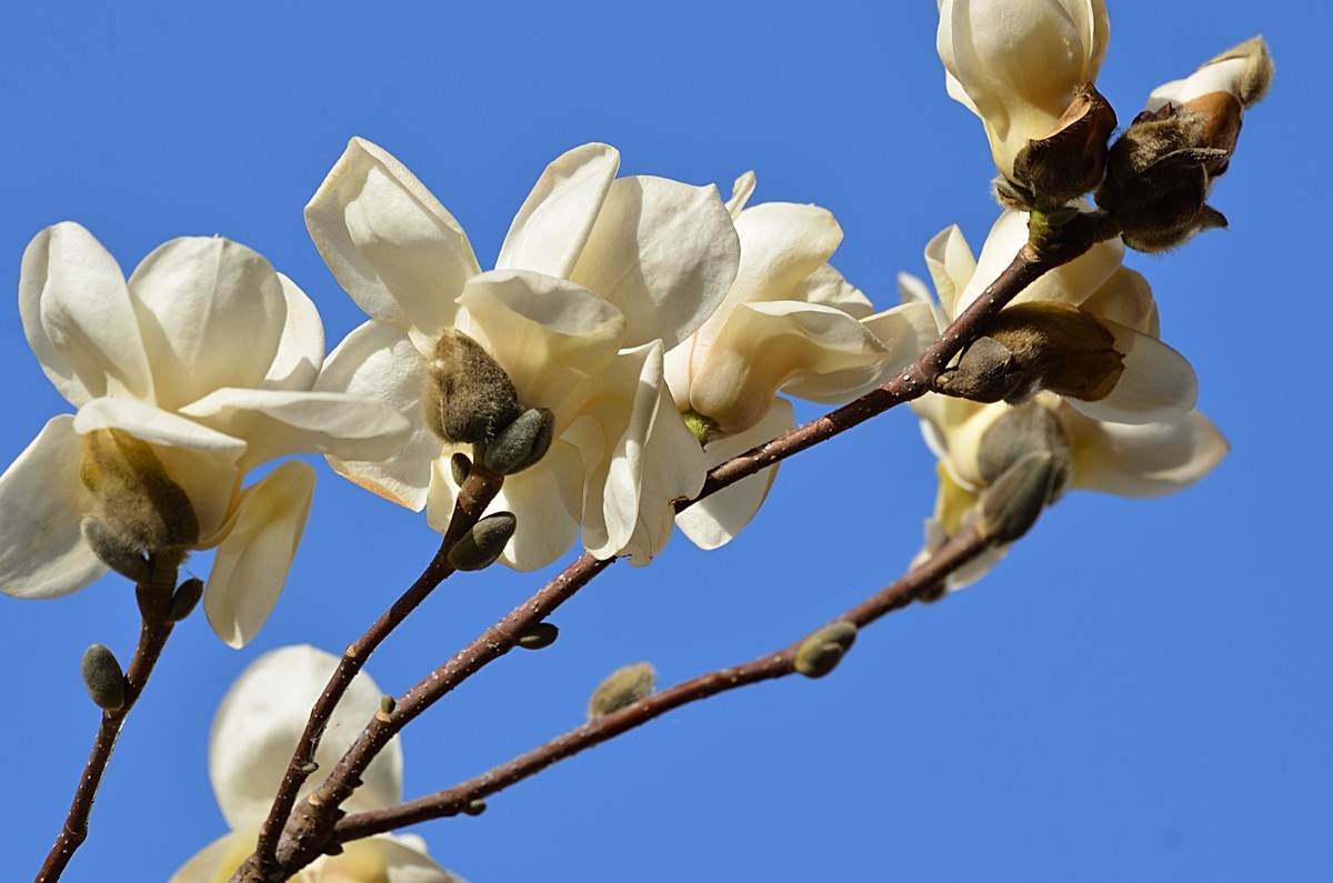 2025玉兰花（13）