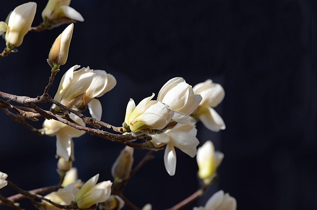 2025玉兰花（13）