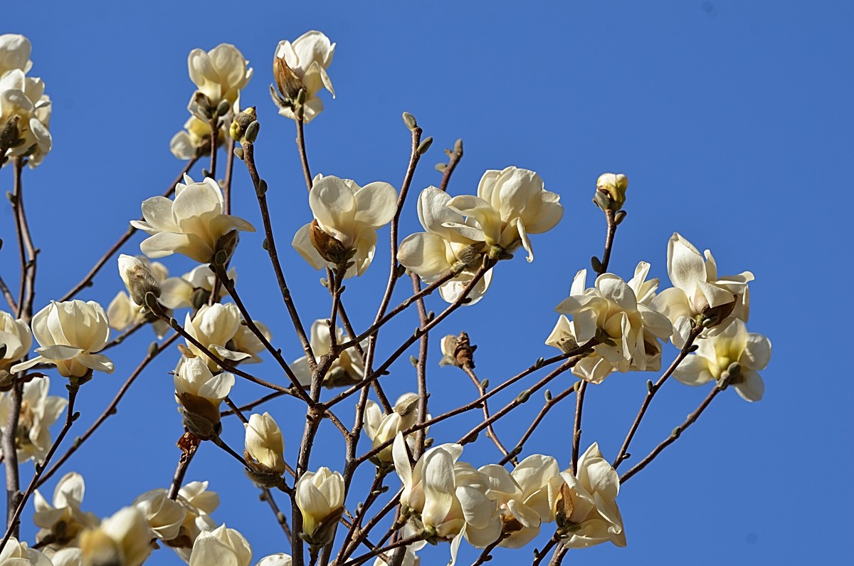 2025玉兰花（13）