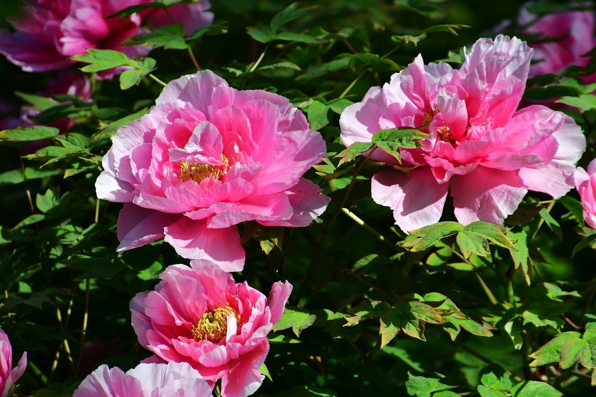 洛阳牡丹果然甲天下（四）