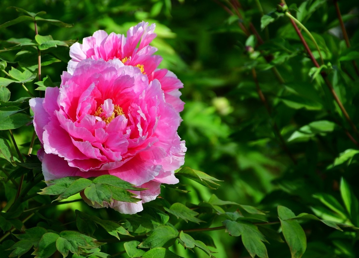 洛阳牡丹果然甲天下（四）