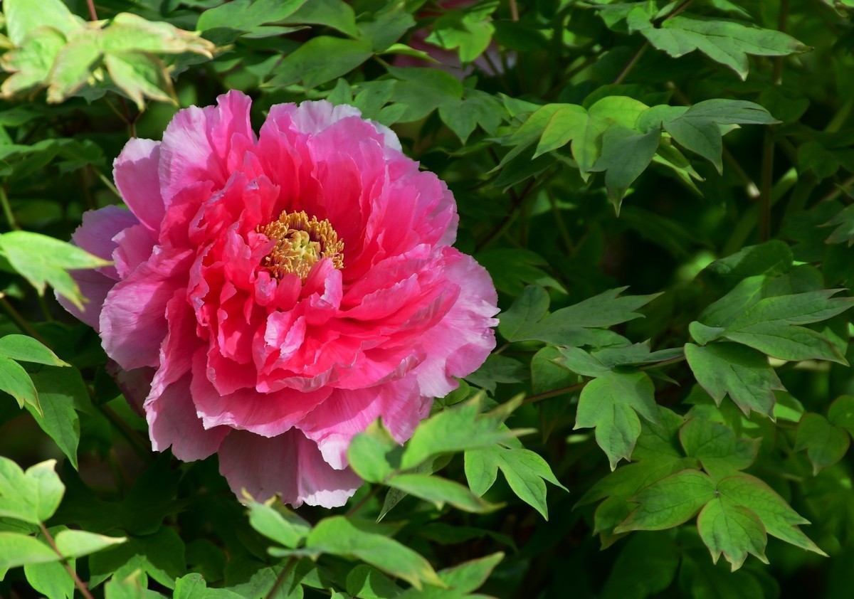 洛阳牡丹果然甲天下（四）