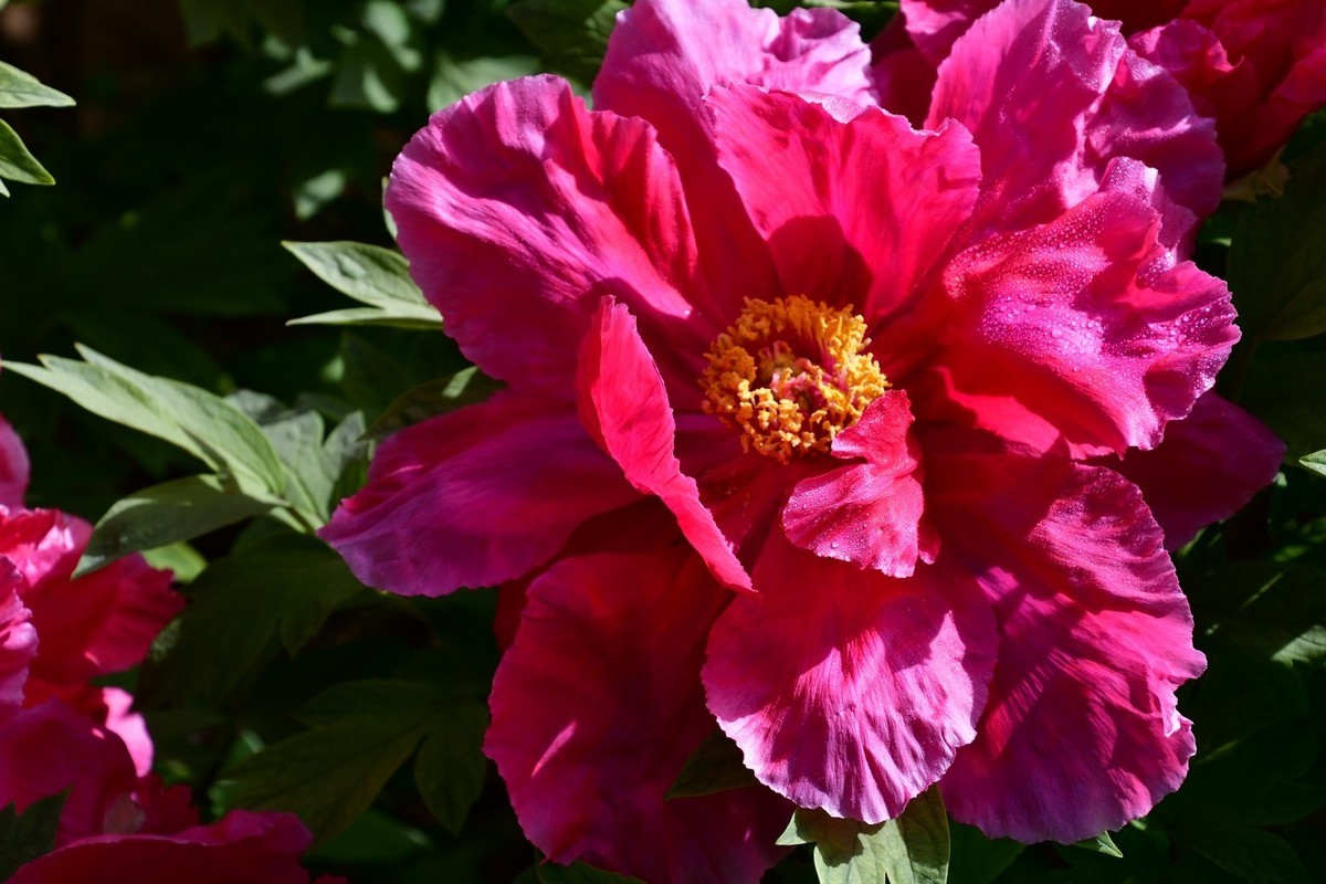 洛阳牡丹果然甲天下（四）