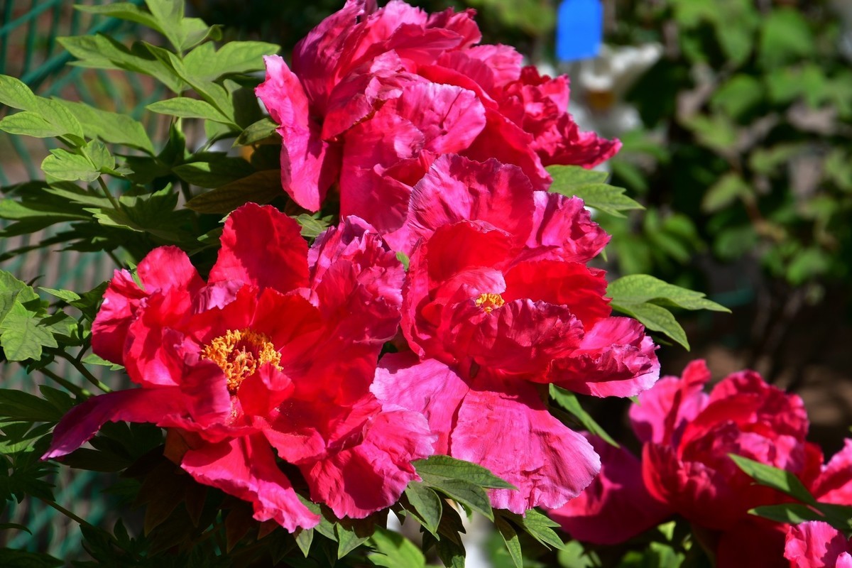 洛阳牡丹果然甲天下（四）