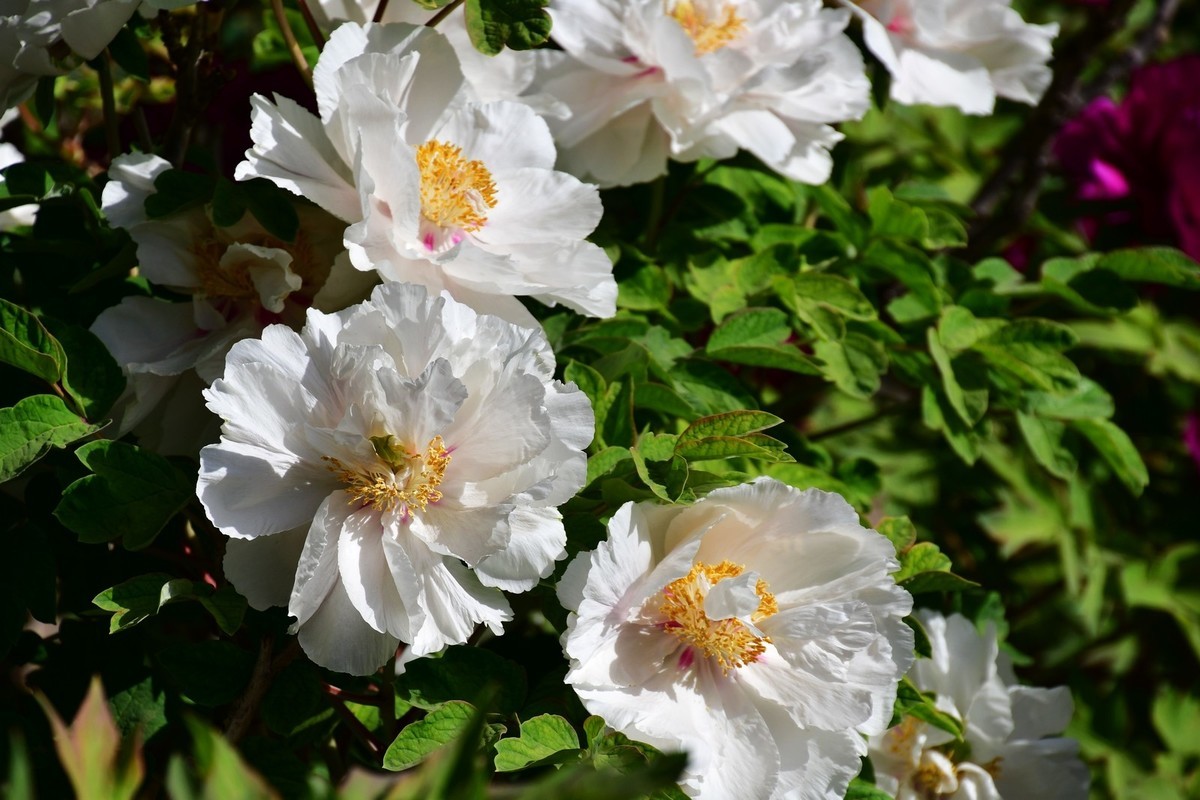 洛阳牡丹果然甲天下（四）