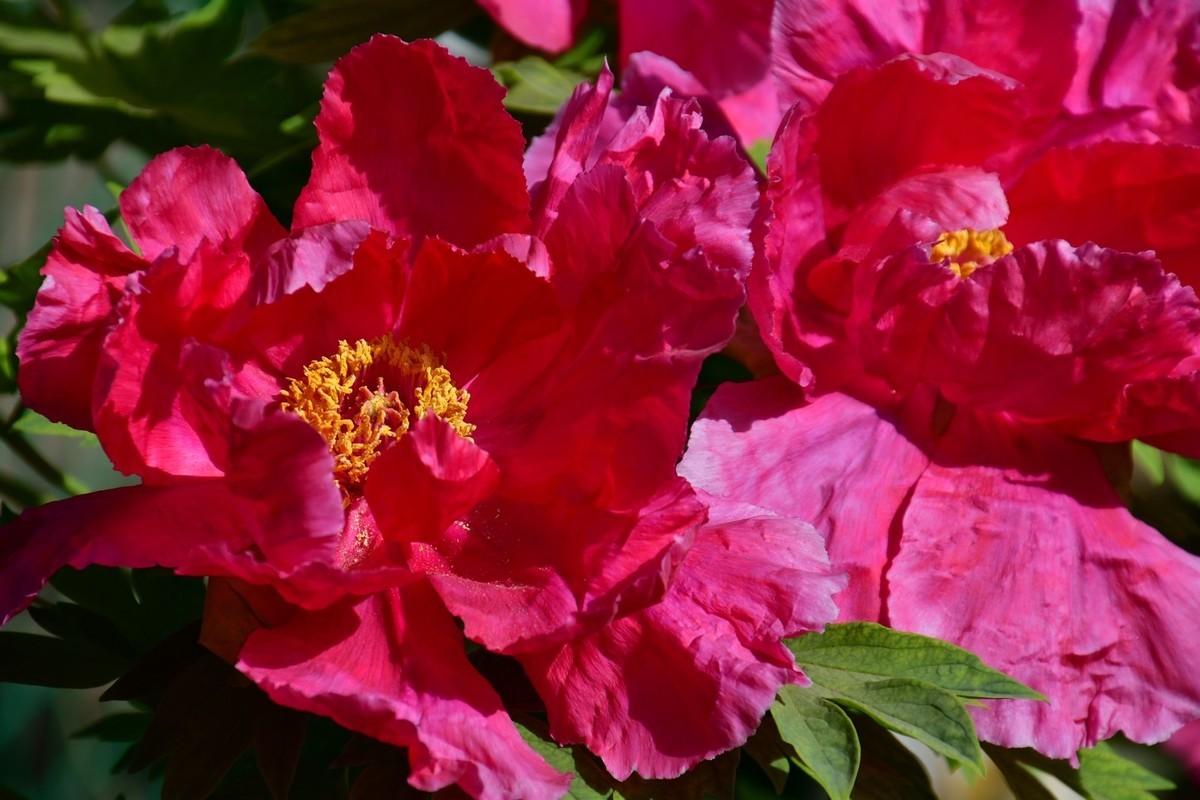 洛阳牡丹果然甲天下（四）