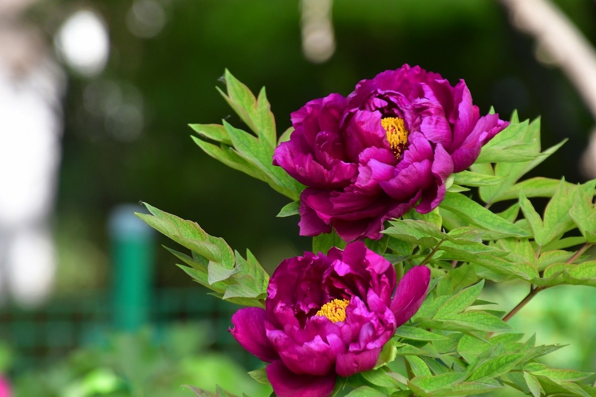 洛阳牡丹果然甲天下（四）