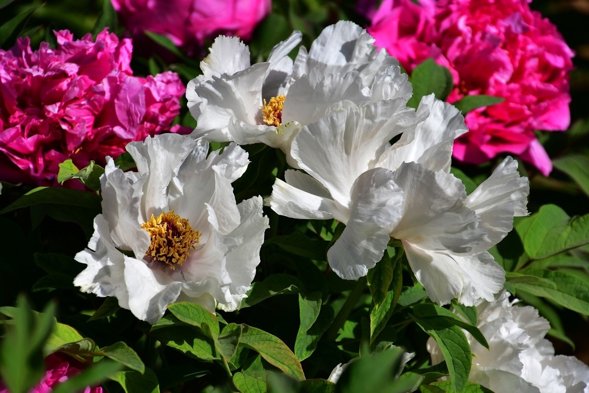 洛阳牡丹果然甲天下（四）