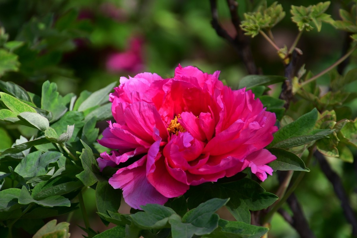 洛阳牡丹果然甲天下（四）