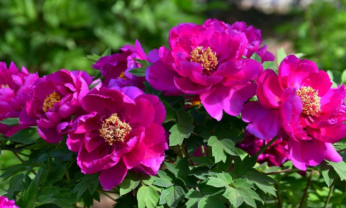 洛阳牡丹果然甲天下（四）