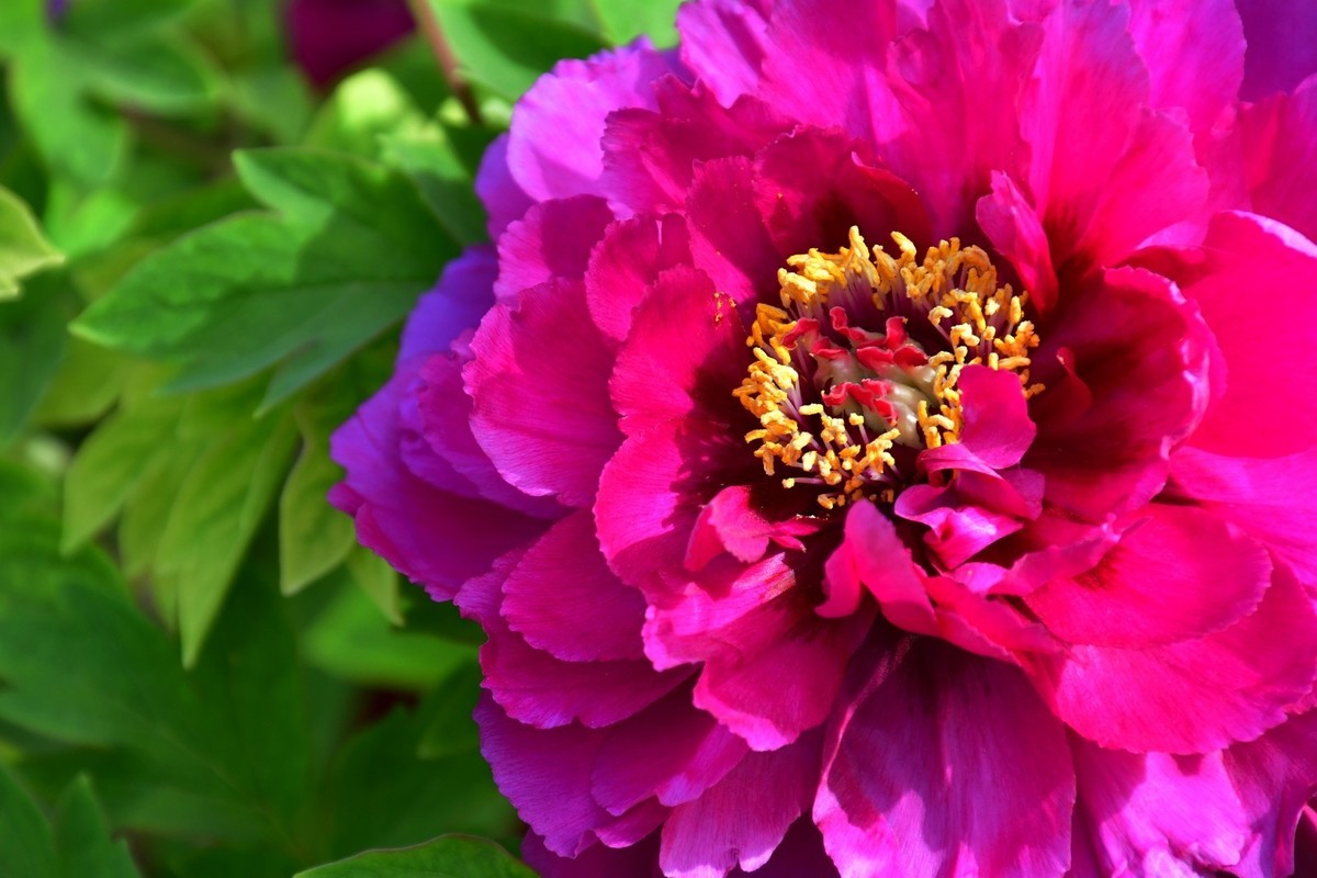 洛阳牡丹果然甲天下（四）