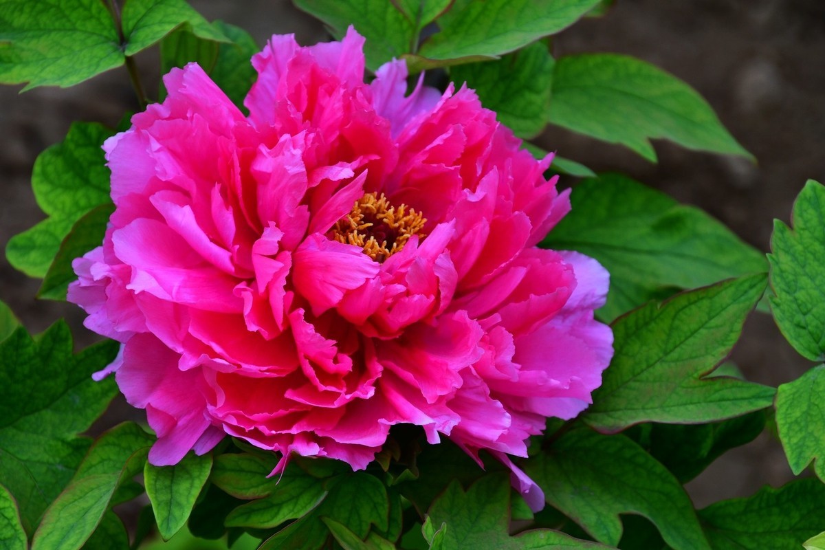 洛阳牡丹果然甲天下（四）