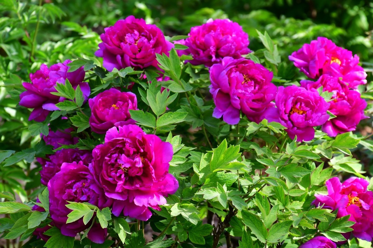 洛阳牡丹果然甲天下（四）