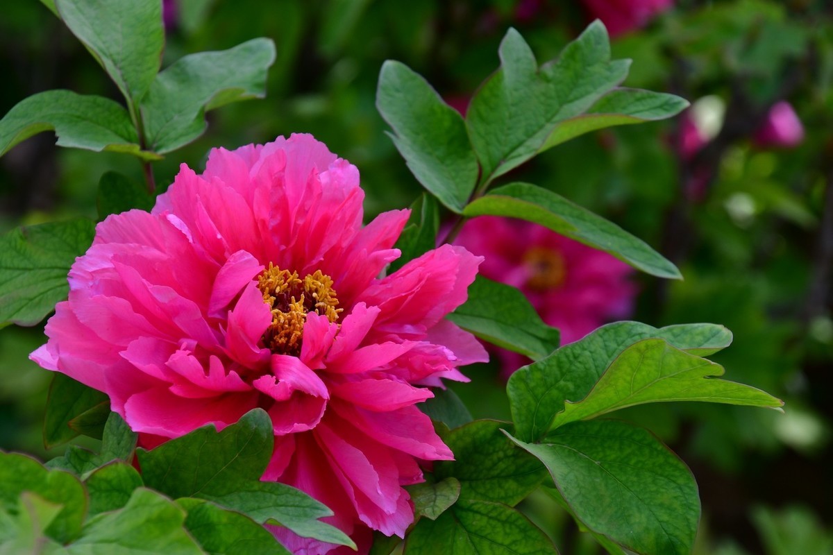 洛阳牡丹果然甲天下（四）