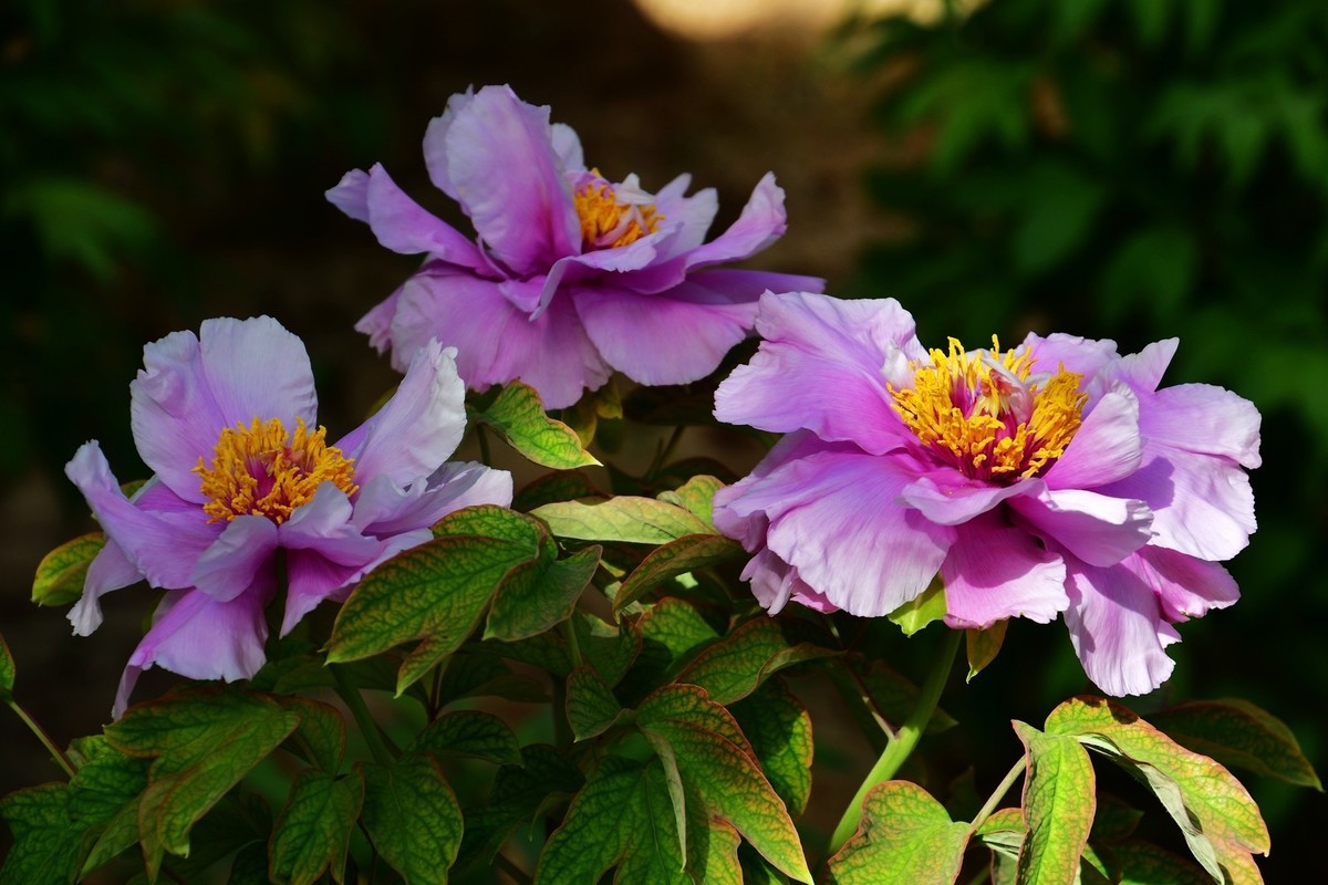 洛阳牡丹果然甲天下（四）