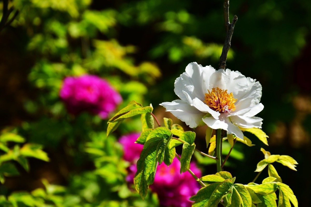 洛阳牡丹果然甲天下（四）
