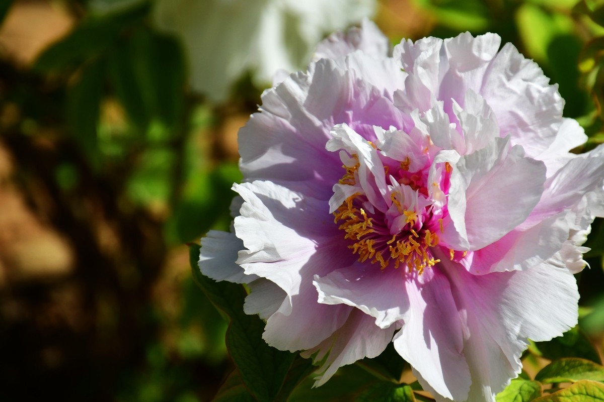 洛阳牡丹果然甲天下（四）
