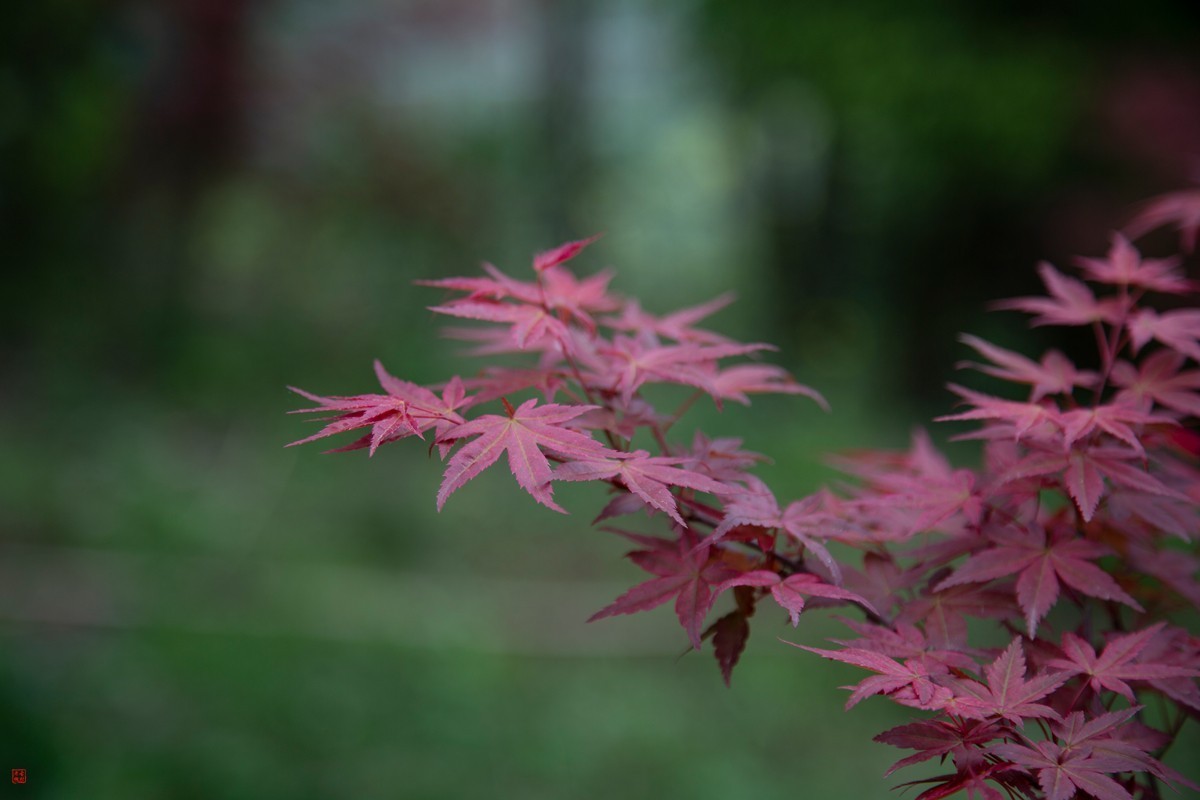 八塘黄金谷（10）