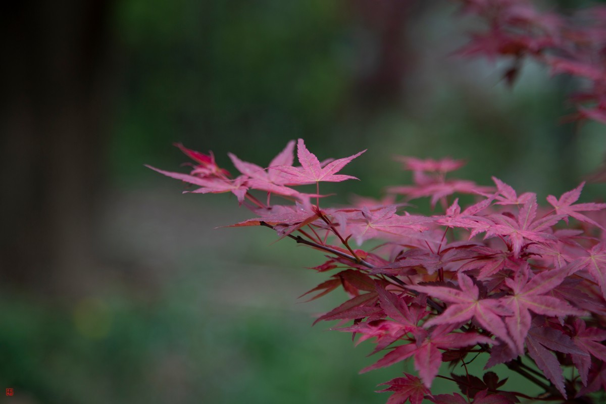 八塘黄金谷（10）