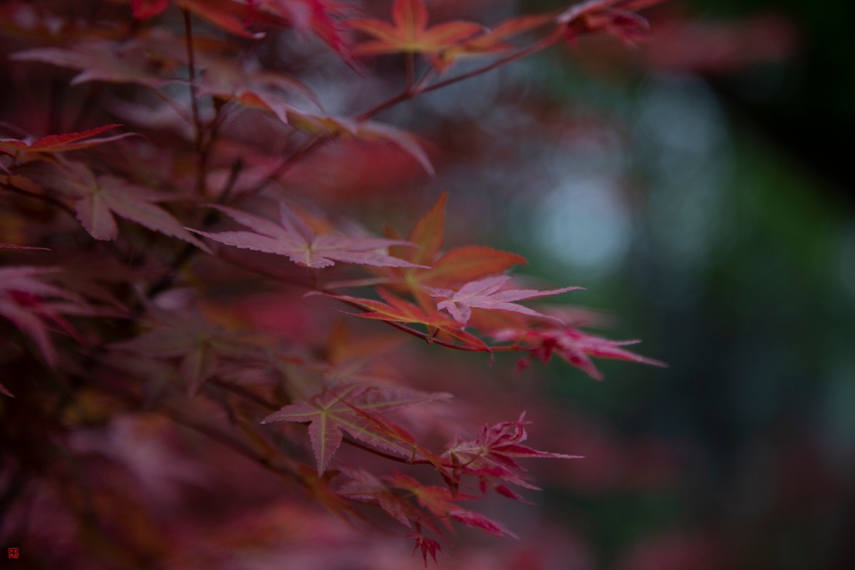 八塘黄金谷（10）