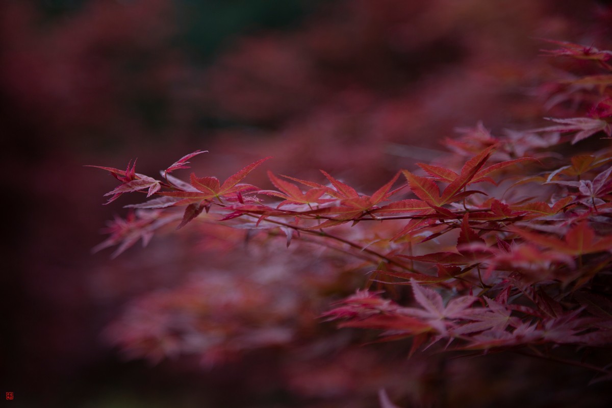 八塘黄金谷（10）