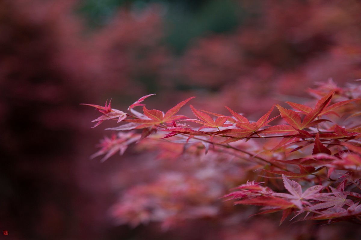 八塘黄金谷（10）