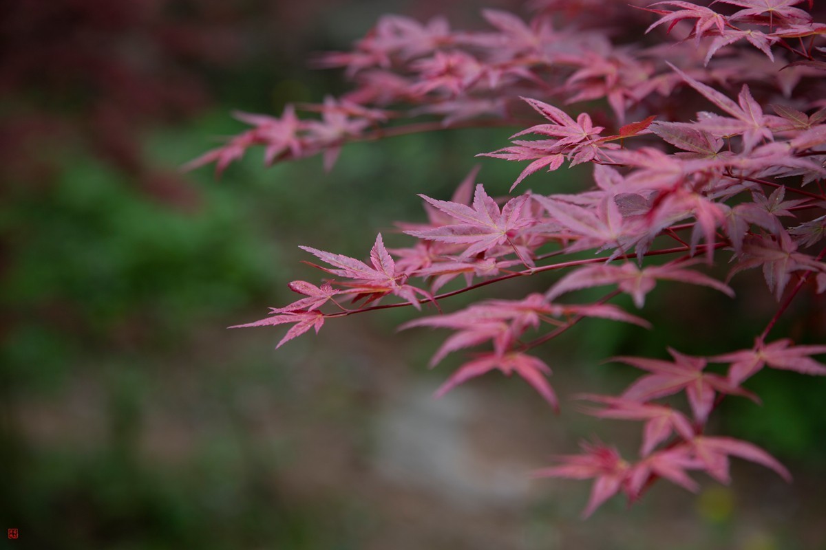 八塘黄金谷（10）