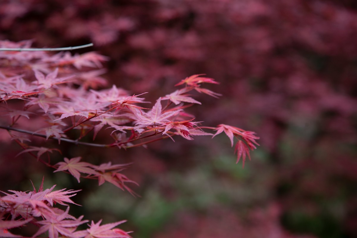 八塘黄金谷（10）