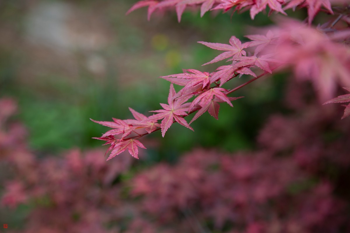 八塘黄金谷（10）