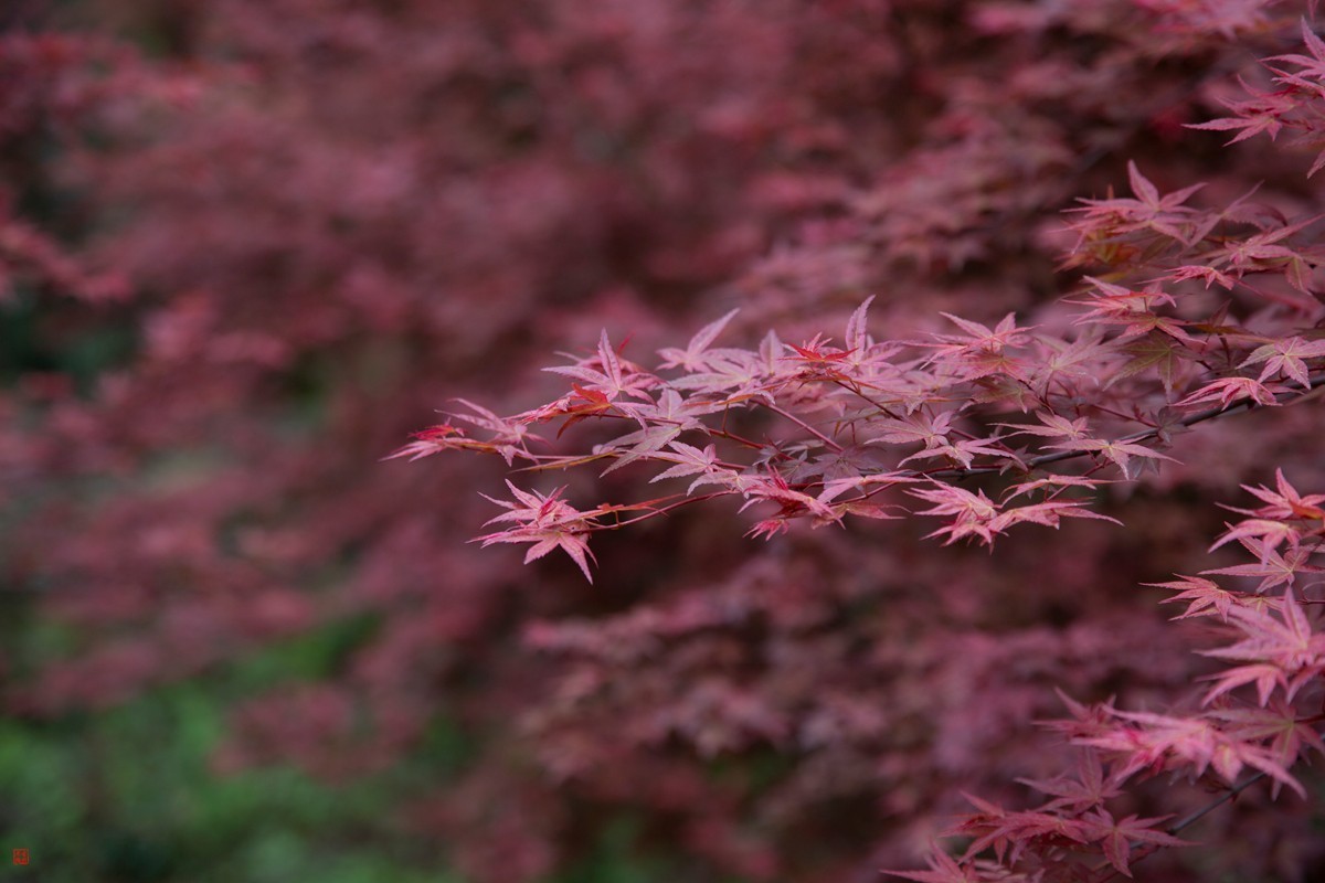 八塘黄金谷（10）