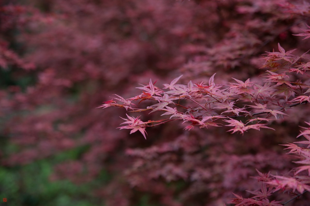 八塘黄金谷（10）