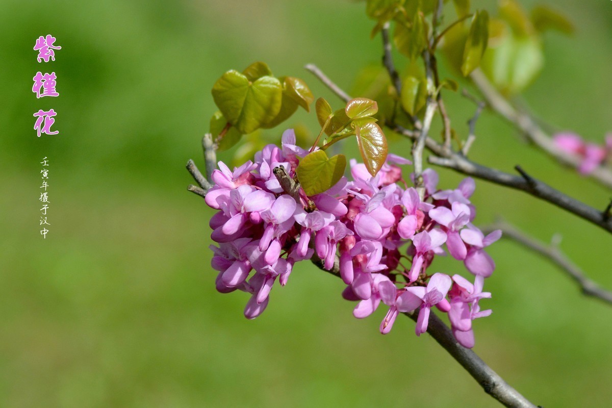 #版主坐堂#  2022年4～5月《佳能EF 24-105mm f/4L  IS USM镜头》星空(中国)部分优秀作品选编