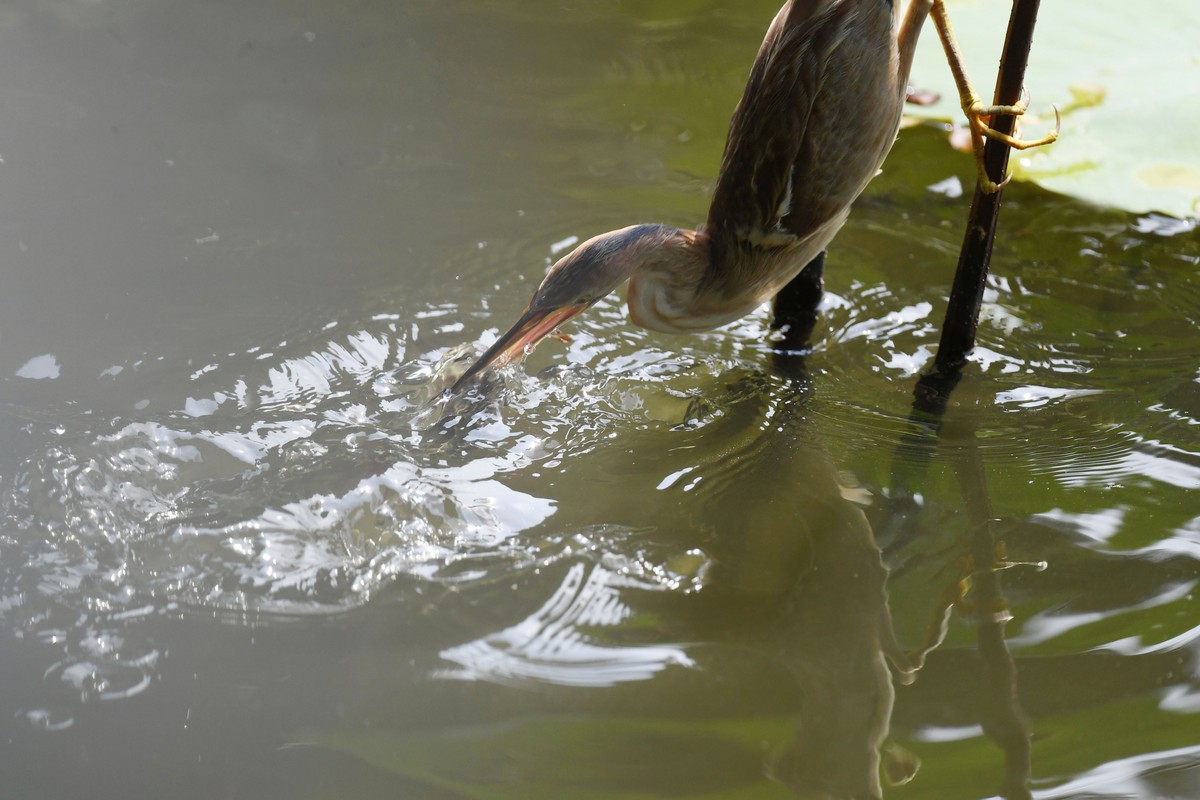 黄斑苇鳽捕魚。