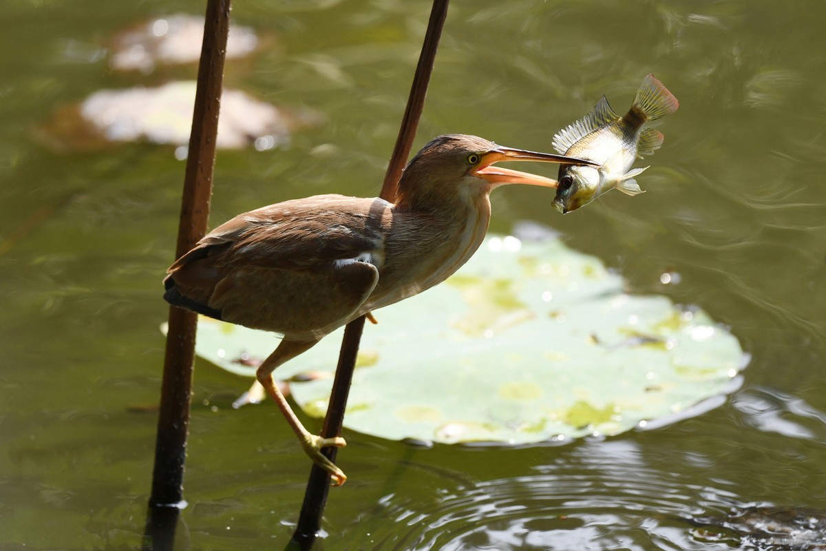 黄斑苇鳽捕魚。