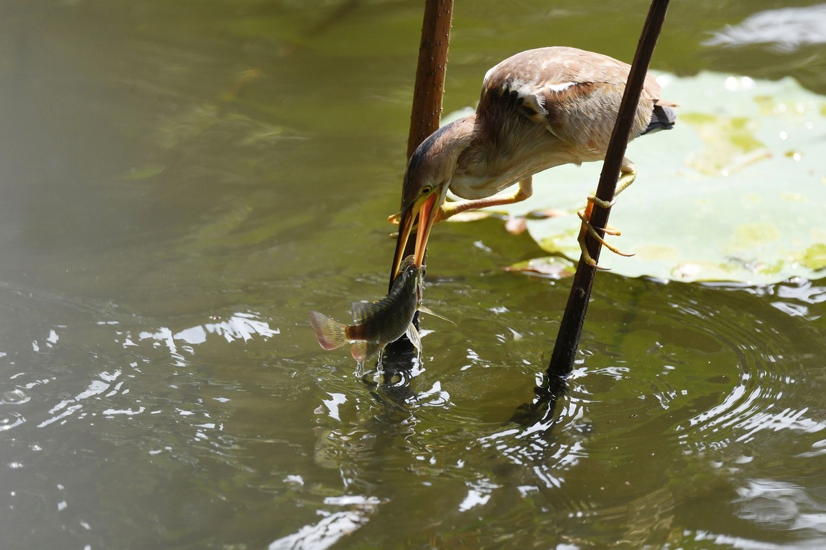 黄斑苇鳽捕魚。