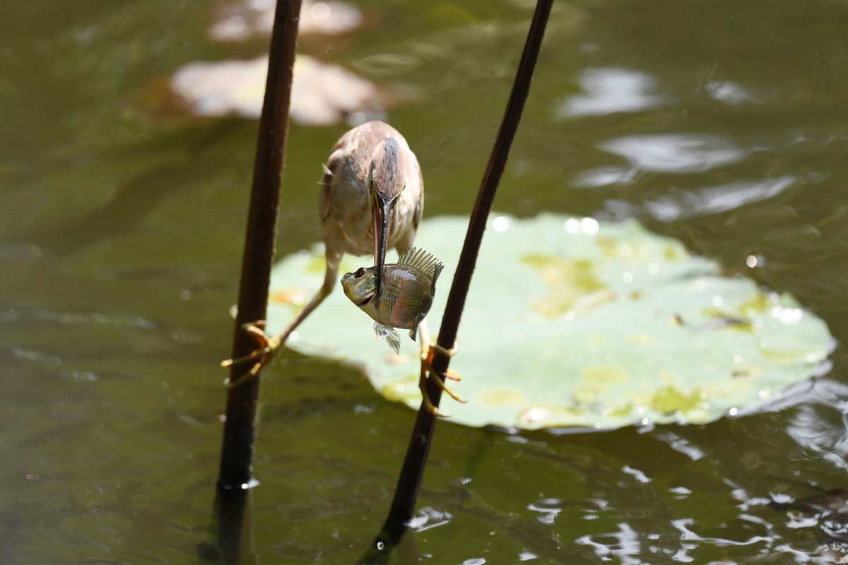黄斑苇鳽捕魚。