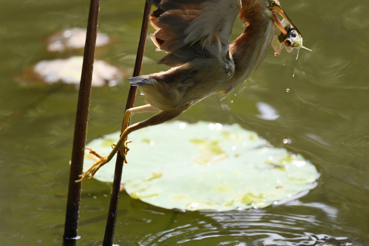 黄斑苇鳽捕魚。